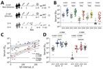 SARS-CoV-2 serum neutralizing titers across variants after postvaccination breakthrough infection. A) Schematic of the study cohort of 2×VI patients and age-matched reference cohorts (1). B) Serum neutralizing activity against Wu01 and SARS-CoV-2 variants in 2×V persons (triangles) and 2×V/I persons (circles). Horizontal lines indicate geometric mean ID50s; error bars, 95% CIs. Groups were compared by using the Mann-Whitney test. p values are shown at top. C) Correlation of serum neutralizing activity against SARS-CoV-2 Wu01 (blue) or Omicron (red) and interval between second vaccination and non-Omicron breakthrough infection (Spearman ρ and p values). Breakthrough infections within 3 months (90 days) from vaccination are indicated by light shaded symbols. Solid lines indicate linear regression, and dashed lines indicate 95% CIs. Correlation was determined by Spearman ρ. D) Serum neutralizing activity against SARS-CoV-2 Wu01 (blue) and Omicron (red) in 2×V or 3×V persons (triangles) compared with 2×V/I non-Omicron (circles) or Omicron (triangles) persons after 2 and 3 doses of mRNA vaccine. Only persons with vaccine-to-infection intervals >3 months are shown. Groups were compared by using the Kruskal-Wallis test with the Dunn multiple testing correction. Horizontal lines indicate geometric mean ID50s; error bars, 95% CIs. p values are shown at top. Black dotted lines in panels B, C, and D indicate the lower limit of quantification (ID50 = 10); ID50s <10 were imputed to half the lower limit of quantification (ID50 = 5). ID50, 50% inhibitory serum dilution; O, Omicron; pNT, pseudovirus neutralization test; SARS-CoV-2, severe acute respiratory syndrome coronavirus 2; V/I, vaccination with subsequent breakthrough infection; Wu01, ancestral (wild-type) SARS-CoV-2 strain; 2xV/I non-Omicron, vaccinated persons with non-Omicron breakthrough infection that occurred 1–8 months after vaccination (circles); 2xV/I Omicron, vaccinated persons with Omicron breakthrough infection that occurred 4–7 months after vaccination (squares); 2xV, vaccinated persons after 2 doses of mRNA vaccine; 3xV, vaccinated persons after 3 doses of mRNA vaccine (triangles).