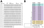 Sequence of outbreak strain matched to Fusarium oxysporum strain in a study of fungal endophthalmitis outbreaks after cataract surgery, South Korea, 2020. A) We matched 2020ASF-167 translation elongation factor 1-α (TEF1α) gene of the outbreak strain with a control strain (GenBank accession no. MN646762.1) B) Phylogenetic tree of the concatenated sequences from 3 genes (TEF1α, RPB1, and RPB2). Phylogenetic data include outbreak strain from 2 A-OVDs, 12 clinical isolates, 3 preoutbreak controls, and 3 outgroup sequences collected from GenBank database. Scale bar indicates the number of nucleotide substitutions per site. A-OVD, ocular viscoelastic devices from company A.