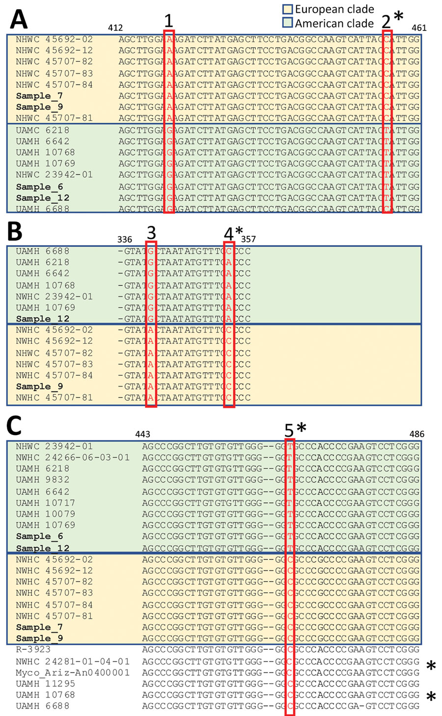 Nucleotide sequence alignment of selected sections of Ophiodimyces ophiodiicola from free-ranging snake collections from multiple natural history museums in Switzerland (bold) compared with reference sequences. Amplicons obtained with different PCR primer sets highlight single-nucleotide polymorphisms (SNPs, red boxes) unique to either the European (pastel gold) or American (pastel green) clades. PCR primer results: A) actin; B) transcription elongation factor; and C) internal transcribed spacer. The isolate UAMH 6688 (UK strain) shares 2/5 unique SNPs with the members of the clade from North America, whereas 3 of them (single asterisks) are shared with strains from Europe. These differences match the divergent branching of this strain in the clades from both North America and Europe. Similarly, 5 others fungal isolates (double asterisks)—R-3923; NWHC 24281-01-04-01, Myco_Ariz-An0400001, UAMH 11295, and UAMH 10768, in addition to UAMH 6688, originating from the United States, Australia, and the United Kingdom—shared the internal transcribed spacer SNP of the clade from Europe and clustered consistently in an intermediate group in the corresponding phylogenetic tree (Appendix Figure 4). 