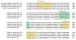 Nucleotide sequence alignment of the VP5 gene for the OBP AHSV vaccine strains and Thailand AHSV-1 field isolate at the 1321–1560 region (numbering according to the OBP AHSV-1 isolate, GenBank accession no. KT030334) by multiple sequence alignment tool in Clustal Omega (https://www.ebi.ac.uk/Tools/msa/clustalo). OBP strain GenBank accession nos.: AHSV-1, KT030334; AHSV-3, KT030344; AHSV-4, KT030354. Thailand AHSV-1 isolate GenBank accession no.: MT711962. Yellow indicates the primer-binding regions (VP5-DIVA-F/R) and green the probe-binding region (VP5-DIVA-P1). AHSV, African horse sickness virus; DIVA, Differentiating Infected from Vaccinated Animals; OBP, Onderstepoort Biologic Products (https://www.obpvaccines.co.za); VP, viral protein.