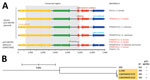 Comparison of pCD-METRO open reading frames and phylogenetic analysis in study of sequence-based identification of metronidazole-resistant Clostridioides difficile isolates. A) Linear maps compare the open reading frames (ORF)1–8 of the pCD-METRO reference sequence (identical to the RT005 plasmid) with variant pCD-METRO sequences, including the ST15 isolate from the United States (top). No ribotyping information was available for the ST15 isolate, but it should be noted that RT010 isolates belong to the same sequence type. Amino acid substitutions and nucleotide substitutions (in parentheses) are indicated above the ORFs. Colors indicate the location of putative mobilization genes (yellow), a replication gene (green), an integrase gene (blue), and genes encoding other functions (red) in the ORFs (3). The invariant regions are indicated by gray shading, and the binding location of the oBH1/2 primer set is shown in ORF6. The primer set is used for national sentinel surveillance and diagnostics of C. difficile infections in the Netherlands. Toxigenic RT/STs are indicated in red font and were all derived from symptomatic patients with C. difficile infections. Where available, the source (human/veterinary) is indicated. Isolate 1143 from Brazil was not included in this figure because no sequence information was available. B) Phylogenetic tree generated using IQ-TREE (10) and Roary (11) to show the relatedness between 2 RT005 patient isolates (LUMCMM20 0131 and LUMCMM20 0132) compared with the 2 reference strains LL-005 (RT005) and 630 (RT012). The tree is rooted on strain 630, and RT005 isolates are highlighted in yellow. Only the LUMCMM20 0132 isolate was positive for pCD-METRO. Scale bar indicates nucleotide substitutions per site. RT, ribotype; ST, sequence type.