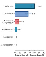 Proportion of dogs infected with zoonotic hookworms in Grenada, 2021, determined by using multiplex quantitative real-time PCR. Error bars indicate 95% CI. A., Ancylostoma; U., Uncinaria.