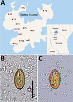 Geographic distribution and imaging from study of Haplorchis pumilio eggs in schoolchildren, Kome Island, Lake Victoria, Tanzania. A) Locations of 12 primary schools (P1–P12) surveyed on Kome Island. Inset shows location of Kome Island. B–C) Small trematode eggs (30.0–30.2 µm long and 16.5–16.6 µm wide) detected in schoolchildren, yellowish-brown in color, oval, and operculate with a thick shell and prominent (B) or less prominent shoulder rims (C). Scale bar = 25 µm.