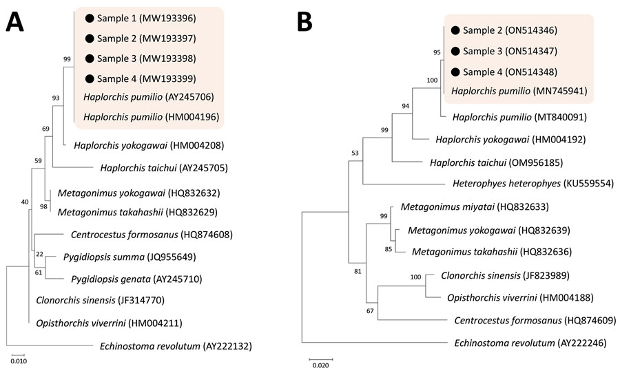 Phylogenetic trees of DNA of small trematode eggs from schoolchildren, Kome Island, Lake Victoria, Tanzania, in comparison with reference sequences of heterophyid (Haplorchis pumilio and others) and opisthorchiid trematodes, based on 18S (A) and 28S rDNA (B) sequences. The trees were constructed using the maximum-likelihood method based on the Kimura 2-parameter model and viewed by the MEGA 7.0 program (http://www.megasoftware.net). GenBank accession numbers are indicated. Scale bars indicate nucleotide substitutions per site. 