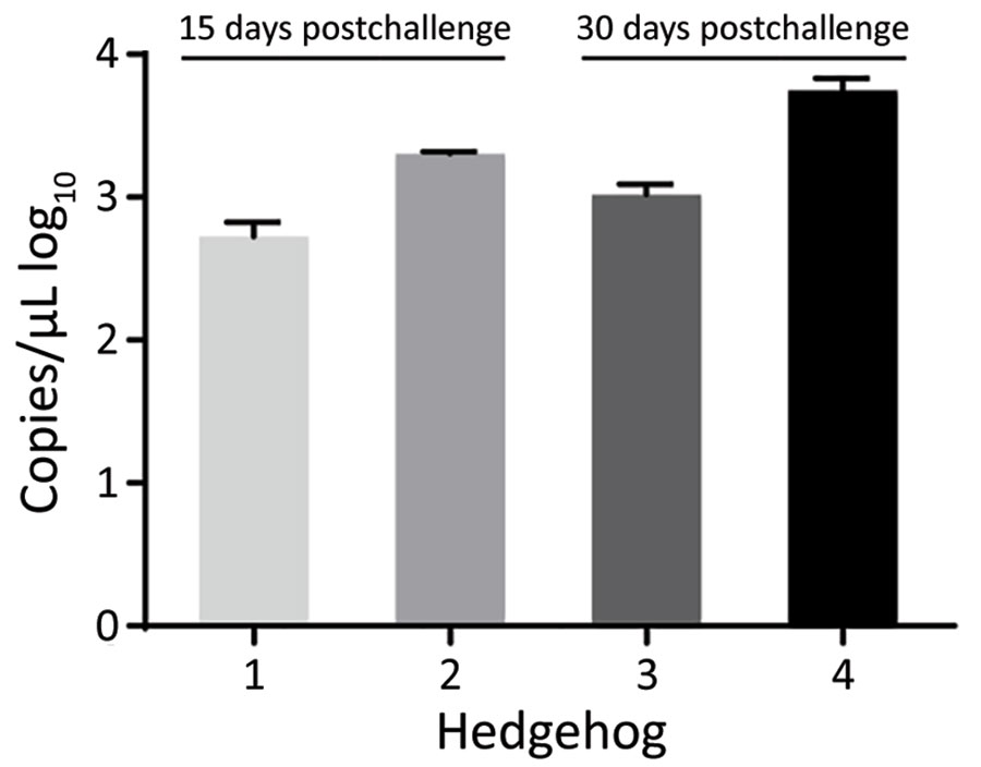 Severe fever with thrombocytopenia syndrome virus (SFTSV) viremia in 4 Atelerix albiventris hedgehogs in study of hedgehogs as amplifying hosts of SFTSV in China. Hedgehogs were challenged by intraperitoneal inoculation with 4 × 106 FFU of SFTSV Wuhan strain and then kept at 4°C to trigger hibernation. Viremia in hedgehogs 1 and 2 was monitored at 15 days postinoculation and in hedgehogs 3 and 4 at 30 days postinoculation. Error bars indicate SDs.  