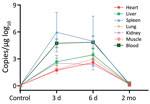 Pathology of severe fever with thrombocytopenia syndrome virus (SFTSV)–infected Atelerix albiventris hedgehogs in study of hedgehogs as amplifying hosts of SFTSV in China. Six hedgehogs were intraperitoneally inoculated with 4 × 106 FFU of SFTSV Wuhan strain, and 2 were mock infected with phosphate buffered saline solution as controls. Two hedgehogs were euthanized at 3 days, 6 days, and 2 months to test viral load in the organs. SFTSV viral load in organs was measured by real-time PCR.   