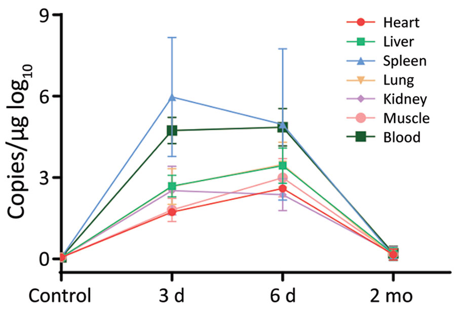 Pathology of severe fever with thrombocytopenia syndrome virus (SFTSV)–infected Atelerix albiventris hedgehogs in study of hedgehogs as amplifying hosts of SFTSV in China. Six hedgehogs were intraperitoneally inoculated with 4 × 106 FFU of SFTSV Wuhan strain, and 2 were mock infected with phosphate buffered saline solution as controls. Two hedgehogs were euthanized at 3 days, 6 days, and 2 months to test viral load in the organs. SFTSV viral load in organs was measured by real-time PCR.   