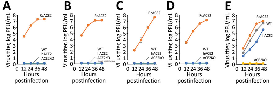 Growth kinetics of sarbecovirus isolates from bats in Japan. Rhinolophus cornutus bat isolates Rc-o319 (A), Rc-os20 (B), Rc-mk2 (C), and Rc-kw8 (D) or SARS-CoV-2 (B.1.1.7) € were inoculated into Vero/TMPRSS2 (WT), Vero-RcACE2 (RcACE2), Vero-hACE2 (hACE2), or Vero-ACE2KO (ACE2KO) cells at a multiplicity of infection of 0.01. The culture supernatants were collected at the indicated time points, and viral titers were determined by using a plaque assay. Data are reported as the mean titer with standard deviations from 3 independent experiments. ACE2, angiotensin converting enzyme 2; hACE2, human ACE2; RcACE2, R. cornutus ACE2; WT, wild-type.