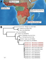 Bombali virus detection in Angolan free-tailed bats (Mops condylurus). A) Geographic range highlighted in red. Information regarding the sex of positive M. condylurus bats in Guinea is not available (4). The map was generated with data available from Natural Earth (https://www.naturalearthdata.com) and the International Union for Conservation of Nature Red List Web site (https://www.iucnredlist.org). B) Maximum-likelihood tree based on partial nucleotide sequences (587 bp) of the large protein gene of selected filoviruses. Red indicates sequences generated in this study. The phylogenetic analysis was conducted with the transversion plus gamma evolutionary model (α = 0.32) and 1,000 bootstraps (Appendix). All but 1 of the Bombali virus were detected in Mops condylurus bats, with the exception of MF319186, which collected from a Chaerephon pumilus bat (1).