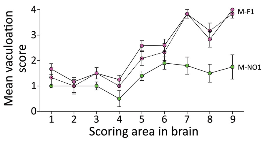 Lesion profiling in GtQ mice infected with Finland and Norway moose chronic wasting disease (CWD) isolates. Lesion profiles in groups of GtQ mice (CWD-susceptible gene-targeted mice in which the prion protein coding sequence was replaced with one encoding glutamine at codon 226) infected with M-F1 (magenta symbols) and Norway moose isolate M-NO1 (green symbols). For M-F1, open circles and solid lines depict primary passage; dotted circles and dashed lines depict second passage. Data points represent the mean +SEM of >5 GtQ mice per group. Brain-scoring areas: medulla (1), cerebellum (2), superior colliculus (3), hypothalamus (4), thalamus (5), hippocampus (6), septum (7), retrosplenial and adjacent motor cortex (8), and cingulate and adjacent motor cortex (9). M-F1, Finland moose 1; M-NO1, Norway moose 1.