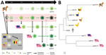 Epidemiologic and phylogenetic relationship between avian, equine, human, and swine influenza A test viruses. A) Schematic positioning of the test viruses in the influenza A(H3) virus epidemiology. B) Maximum-likelihood neighbor-joining phylogenetic tree of the hemagglutinin 1 of the test viruses. Complete isolate names are provided in Table 2. Scale bar indicates amino acid substitutions per site. 