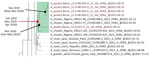 Maximum clade credibility tree of the hemagglutinin (HA) gene of highly pathogenic avian influenza A(H5N1) viruses from Benin (red) and reference viruses. Green box highlights viruses sharing the same common ancestor with the Benin isolates. The time to the most common ancestor and the 95% highest posterior density intervals are indicated for the relevant nodes.