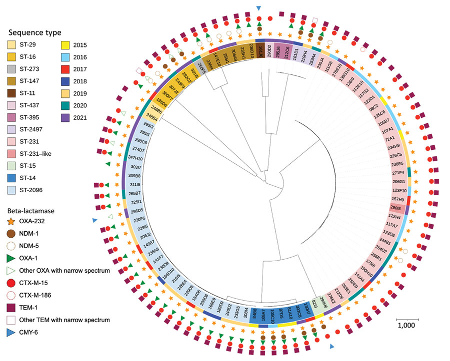 Phylogenetic relationship of OXA-232–producing K. pneumoniae ST-231 (A) and ST-2096 (B) analyzed at the National Reference Center for Carbapenem-Resistant Enterobacterales, France 2013–2021.The phylogenetic trees were built with an SNP analysis approach. Scale bars under trees indicate the number of SNPs per position of common sequences. OXA, oxacillinase; SNP, single nucleotide polymorphism; ST, sequence type. 