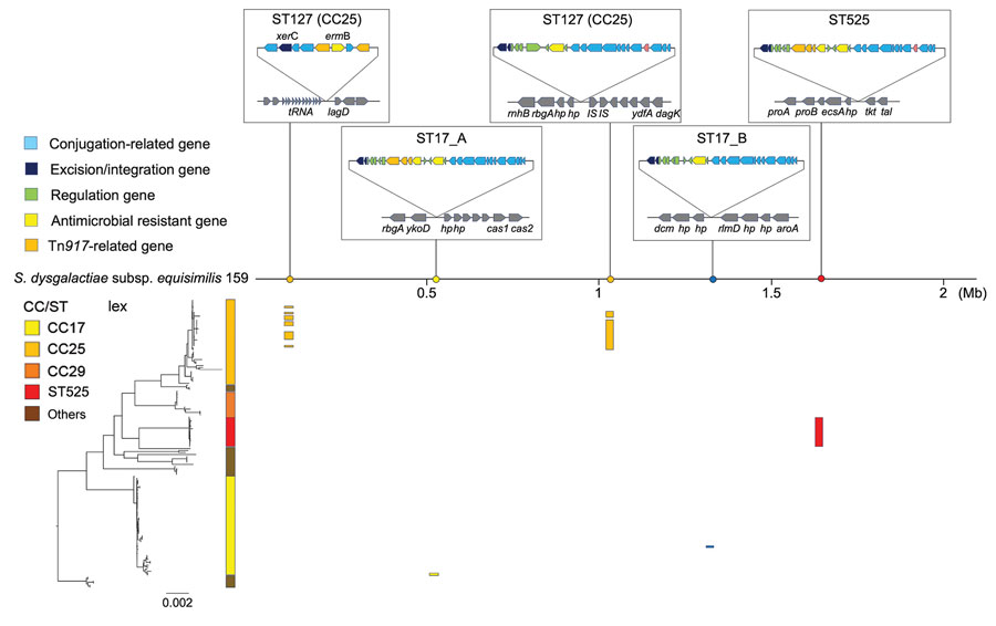 Phylogenetic relationships between clonal complexes of multidrug-resistant Streptococcus dysgalactiae subspecies equisimilis causing bacteremia, Japan, 2005–2021. Phylogenetic tree is shown in the lower left corner. Scale bar indicates nucleotide substitutions per site. CC, clonal complex; Mb, megabase; ST, sequence type. 