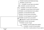 Phylogenetic tree of Coxiella burnetii from a patient with Q fever in Shandong Province, China, 2019. Triangle indicates the strain detected in this study. The phylogenetic tree was constructed using the complete isocitrate dehydrogenase gene sequence (1,300-bp) with the maximum-likelihood method using MEGA 7.0 (https://www.megasoftware.net). Bootstrap values >50% from 1,000 replicates (shown on the nodes). Scale bar indicates substitutions per site. 