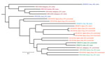 Phylogenetic tree of Burkholderia pseudomallei genomes from Nigeria (orange text) and additional genomes originating from Africa, all retrieved from the European Nucleotide Archive database. Tree generated by FastTree (http://www.microbesonline.org/fasttree) based on core single-nucleotide polymorphisms distance and visualized with iTOL (https://itol.embl.de). Colors indicate countries of origin. Asterisk indicates a previously sequenced, traveler-associated strain. Scale bar indicates number of nucleotide substitutions per site.