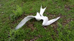 Video clip taken while removing dead birds from Colony 6 (Slijkplaat) on June 9, 2022 (9 days after first dead birds were observed in this colony), the Netherlands. Amid the many dead adult Sandwich terns, 1 live bird with spread-out wings was breathing heavily and showing opisthotonos, flipping over backward when trying to move away from camera. This bird died shortly after the video was taken and was removed from the colony, together with 120 other dead adult birds on that day (Appendix 1 Table 1). Video credit: Ronald in ‘t Veld.