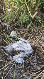 Video clip taken in colony 3 (Wagejot) on June 9, 2022 (5 days after the first dead birds were seen in the colony), the Netherlands. Many dead chicks littered the colony, 1 in the shelter of the wing of a dead adult Sandwich tern (presumably 1 of its parents). That day, hundreds of dead chicks were reported (Appendix 1 Table 1). Video credit: Eckard Boot, Natuurmonumenten.