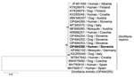 Phylogenetic tree of cytochrome c oxidase subunit 1 gene from a partial sequence of the Dirofilaria repens isolate from a woman in Slovenia (bold) and from closely related sequences of European D. repens isolates retrieved from GenBank. Tree was generated by the maximum-likelihood method based on a general time reversible model. A discrete gamma distribution was used to model evolutionary rate differences among sites (5 categories, parameter = 0.1737). Values on the branches are percentage bootstrap values using 1,000 replicates. GenBank accession number and host and geographic location are indicated at each node. DNA sequence of D. immitis parasite was used as an outgroup. Scale bar indicates nucleotide substitutions per site.