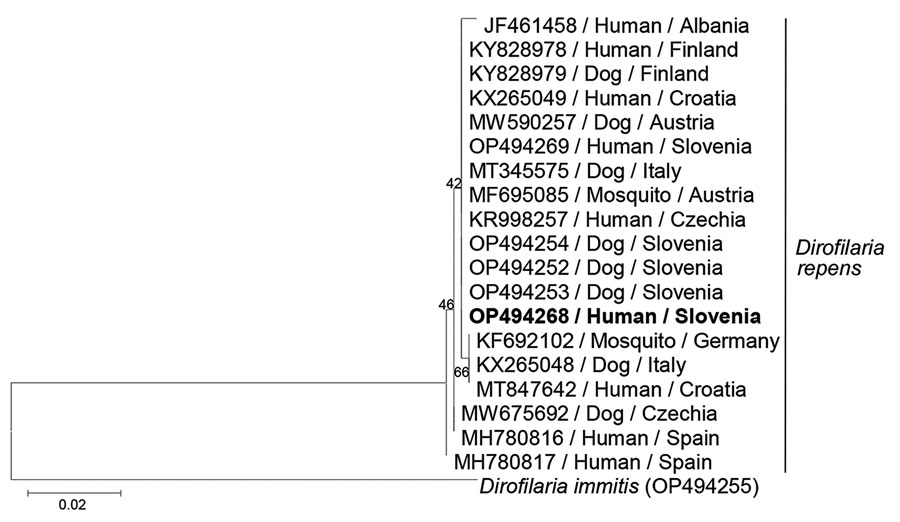 Phylogenetic tree of cytochrome c oxidase subunit 1 gene from a partial sequence of the Dirofilaria repens isolate from a woman in Slovenia (bold) and from closely related sequences of European D. repens isolates retrieved from GenBank. Tree was generated by the maximum-likelihood method based on a general time reversible model. A discrete gamma distribution was used to model evolutionary rate differences among sites (5 categories, parameter = 0.1737). Values on the branches are percentage bootstrap values using 1,000 replicates. GenBank accession number and host and geographic location are indicated at each node. DNA sequence of D. immitis parasite was used as an outgroup. Scale bar indicates nucleotide substitutions per site.