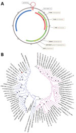 Genomic and phylogenetic analysis of putative novel virus, Circovirus parisii, from an immunocompromised patient with hepatitis, France, 2022. A) Full-length genome of C. parisii reconstructed from shotgun metagenomics (SMg) sequence analysis. The genome is a 2021-nt single-stranded circular DNA containing 3 predicted open reading frames (ORFs), including ORF1 (replicase, green), ORF2 (capsid protein, blue) and ORF3 (red). The stem-loop contains an AGTATTAC sequence (origin of replication) that misses 1 nt (red dash) compared with other circoviruses. An ATG start codon is located at the 5′ end of the replicase gene. The replicase gene contains 6 conserved motifs, represented with a yellow background (amino acid and nucleotide sequences), with silent substitutions in red. B) Phylogenetic analysis of the replicase gene of the Circoviridae family, including the newly discovered C. parisii (red dot), known circoviruses (blue), and known cycloviruses (pink). Bootstrap values >70% are indicated with black stars. Scale bar indicates substitutions per site.