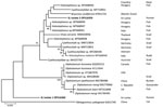 Phylogenetic analysis of isolates from 2 episcleral nodule isolates from the eyes of pediatric patients in study of ocular trematodiasis in children, Sri Lanka. Genomic DNA was isolated from biopsy samples from 2 patients. PCR was used to target the trematode internal transcribed spacer 2 (ITS2) gene, which was then sequenced. Maximum-likelihood analysis was used to construct a phylogenetic tree containing partial sequences of isolate 1 and 2 (bold font) from Sri Lanka and 24 taxa from GenBank. Partial ITS2 gene sequences were aligned by using MEGA version 10.2.4 software (https://www.megasoftware.net). Numbers near nodes indicate the percentages of 1,000 nonparametric bootstrap pseudoreplicates (>50). GenBank accession numbers are provided for ITS2 gene reference sequences. The sequences for the 2 isolates from this study were deposited in GenBank (accession nos. OP516360 and OP516359). Metagonimus yokogawai (KJ631740) isolated from a cat is included as the outgroup. SL, Sri Lanka. Scale bar indicates nucleotide substitutions per site.