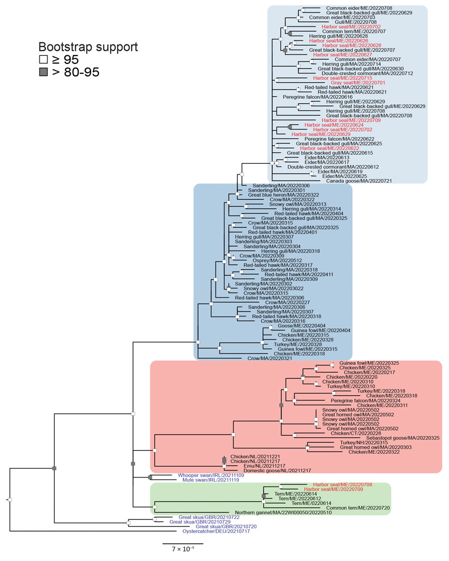 Phylogenetic analysis of highly pathogenic avian influenza A(H5N1) viruses from New England birds and seals, United States. Complete genomes of HPAI H5N1 viruses (GISAID database, https://www.gisaid.org) were compared by using IQ-TREE (https://www.iqtree.org) with the Ultrafast bootstrap (n = 10,000) option and A/chicken/NL/FAV-0033/2021 as a reference. Bootstrap support values >80 are shown at nodes. Red text indicates seal-derived sequences, black text avian-derived sequences from New England and Newfoundland, and blue text indicates avian-derived sequences from Europe . Branches are shaded on the basis of lineage groups: primary lineage from North America, pink; New England–specific lineage A, 1st wave blue, 2nd wave light blue; and New England–specific lineage B, green. All newly reported specimens were collected in the New England region during February–July 2022. Scale bar indicates nucleotide substitutions per site.