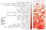 Comparison of rankings provided by 7 of the subgroups of the US National Institutes of Health National Institute of Allergy and Infectious Diseases SARS-CoV-2 Assessment of Viral Evolution consortium for the February 2023 prioritization. Lighter colors indicate a higher ranking and darker colors a lower ranking; gray indicates that the group deferred or did not provide a ranking for that lineage. Two groups (Broad Institute team, Walter Reed Army Institute of Research team) were not able to provide rankings for the February 2023 prioritization. Appendix 3 Figure 1 shows tangle plots comparing rankings between all pairs of consortium subgroups. BGU/NIBN, Ben Gurion University of the Negev, The National Institute for Biotechnology in the Negev; BV-BRC, Bacterial and Viral Bioinformatics Resource Center; CU, Cambridge University; LANL, Los Alamos National Laboratory; ISMMS, Icahn School of Medicine at Mt. Sinai; UC-R, University of California-Riverside School of Medicine; UoM, University of Missouri.