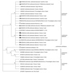 Phylogenetic analysis of Leishmania internal transcribed spacer 1 rRNA fragments in study of Leishmania donovani transmission cycle associated with human infection, Phlebotomus alexandri sand flies, and hare blood meals, Israel. Leishmania-specific internal transcribed spacer 1 rRNA fragments (201 bp) were amplified by PCR from P. alexandri sand flies, pooled female Phlebotomus spp. flies, and patient samples and then sequenced. Tree was constructed by using the maximum-likelihood method and Tamura 3-parameter model, estimated by using the Aikaike information criterion (33). Dendogram includes sequences from L. donovani and L. infantum isolated from sand flies and clinical samples in this study compared with Leishmania spp. reference controls and GenBank sequences from Israel and other countries. Tree shows substantial separate clustering of L. infantum (boostrap 94%) and L. donovani (bootstrap 89%) sequences. Empty circles are Leishmania international reference strains, black triangles are the 10 sequences from our study deposited in GenBank, and black circles are additional L. infantum–positive sand flies samples from Israel. Available GenBank sequences for L. major, L. tropica, L. infantum, and L. donovani from Israel and other countries are also included. GenBank accession numbers, Leishmania spp., isolate source, and country are indicated. Only bootstrap values >70% are shown. Not to scale.