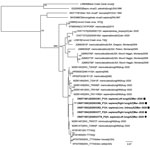 Phylogenetic tree for Orthohantavirus short (S) segment of samples from 2 patients who died of hantavirus infection, Arizona, USA. We inferred the phylogenetic history of full-length Sin Nombre virus S segment using maximum-likelihood estimation. Non–Sin Nombre virus species, Black Creek Canal virus, and Bayou virus are included as outgroups. Bold indicates isolates from this study; squares indicate those from patient 1 and circles those from patient 2. Numbers at nodes indicate bootstrap support >70% after 1,000 iterations. Phylogenetic trees were made using a nucleotide alignment of Orthohantavirus S segments. GenBank accession numbers are provided. Scale bar indicates nucleotide substitutions per site. Additional phylogenetic trees for Orthohantavirus medium and large segments of Sin Nombre virus are in the Appendix.  