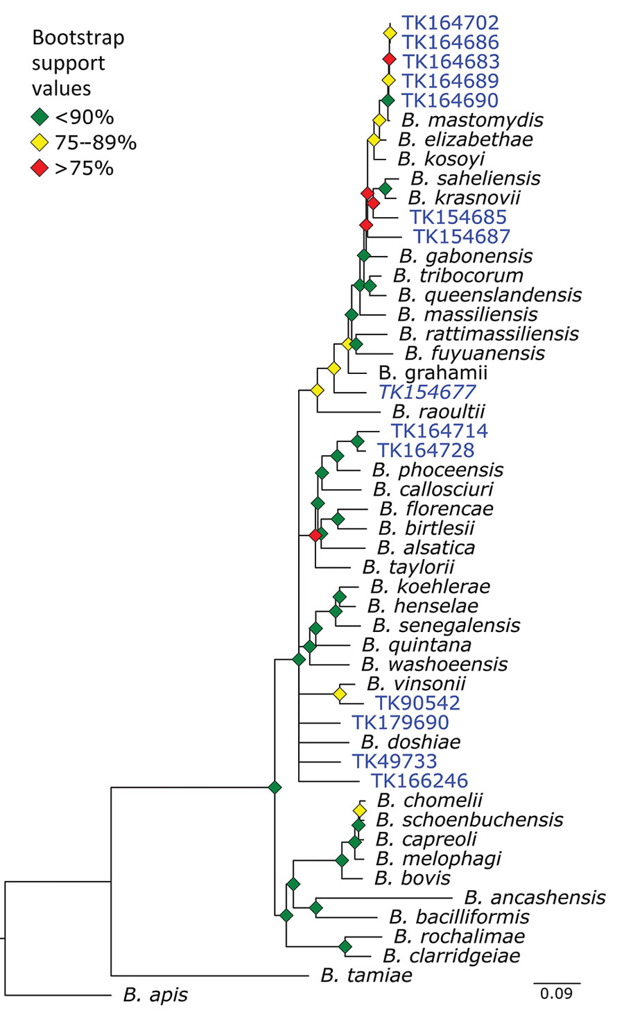 Phylogenetic analysis of Bartonella using museum archived samples in study of prospecting for zoonotic pathogens by using targeted DNA enrichment. Blue indicates museum archived samples; museum accession numbers are given (Table 1). Branches with <50% bootstrap support were collapsed. Nodal support is indicated by color coded diamonds. Scale bar indicates nucleotide substitutions per site. Assembly accession numbers (e.g., CA902374465) and tree files are available from https://doi.org/10.5281/zenodo.8014941.