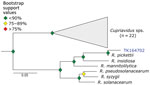 Phylogenetic analysis of Ralstonia using museum archived samples in study of prospecting for zoonotic pathogens by using targeted DNA enrichment. Blue indicates museum archived samples; museum accession numbers are given (Table 1). Branches with <50% bootstrap support were collapsed. Nodal support is indicated by color coded diamonds. Scale bar indicates nucleotide substitutions per site. Assembly accession numbers (e.g., GCA90237446) and tree files are available from https://doi.org/10.5281/zenodo.8014941.