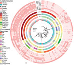 Whole-genome phylogenetic tree showing genetic similarity of 783 Streptococcus pneumoniae isolates in a study of disease-associated Streptococcus pneumoniae genetic variation. The colored strips at the tips of the tree (from inner to outer) represent isolate metadata (source, STs, serotypes, and GPSCs) and infection-associated k-mers found in the final model. GPSC, global pneumococcal sequencing cluster; ST, sequence type.