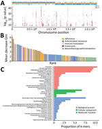 Preliminary screening for infection-associated k-mers by linear mixed model in study of disease-associated Streptococcus pneumoniae genetic variation. A) Manhattan plot showing statistical significance and chromosomal location of k-mers mapped to a complete reference genome (TIGR4; GenBank accession no. NC_003028.3). B) Importance of the top 100 k-mer predictors in a simpler model with 886 k-mers. C) Gene ontology annotations of the top 100 k-mer predictors. OR, odds ratio.