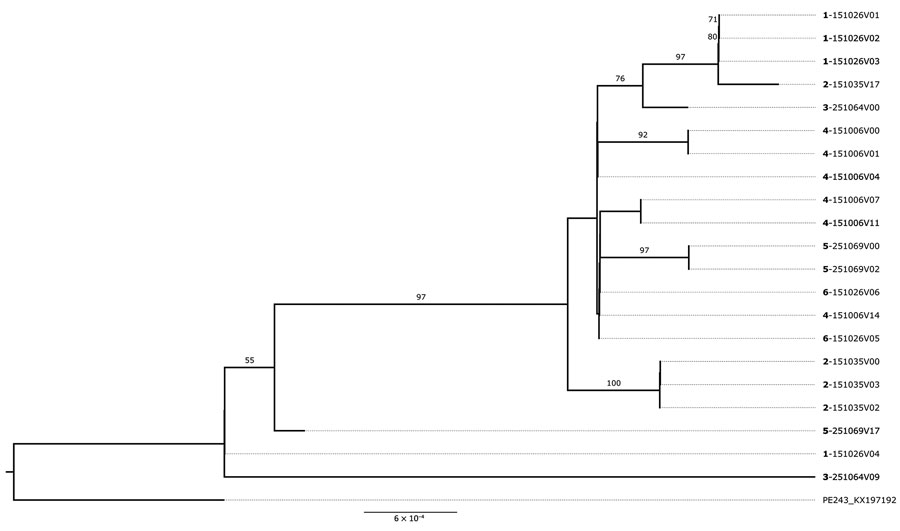 Maximum-likelihood phylogenetic tree supporting Zika virus reinfection among study participants in northern Brazil. The tree shows the 5 participants with divergent samples in which coinfection by different ZIKV genomes was inferred by phylogenetic reconstruction. Divergent samples from the same participant were grouped separately in the tree. Boldface indicates participant identification numbers; visit numbers (V) are indicated. Scale bar indicates number of nucleotide substitutions per site. Numbers on the branches indicate Shimodaira–Hasegawa approximate likelihood ratio test after 1,000 replicates.