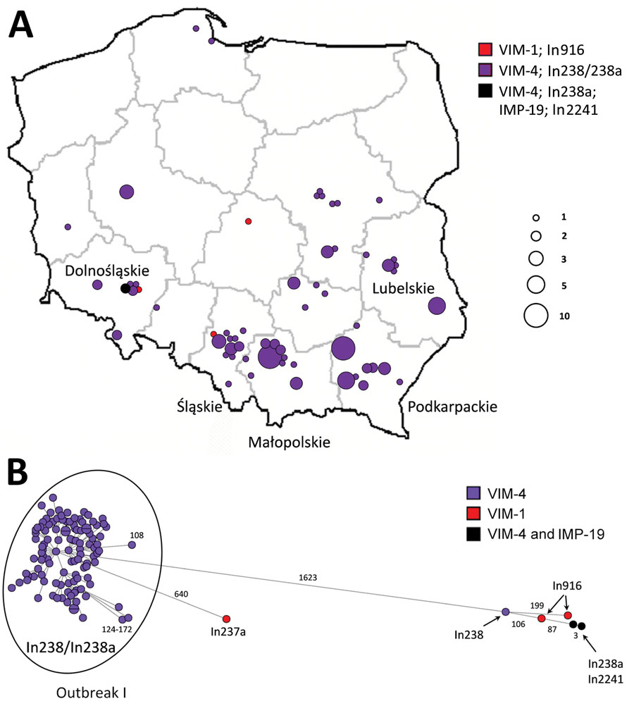 Geographic distribution and clonal analysis of Enterobacter hormaechei clonal complex 90 (ST90 and ST1762) in Poland, 2006–2019. A) Geographic distribution of the isolates; main administrative regions are labeled. Circles represent medical centers where the isolates were recorded. Sizes of the circles are proportional to numbers of cases of infection. B) SNP-based minimum-spanning tree of the isolates. Lengths of branches are related to numbers of SNPs between linked isolates. Numbers of SNPs are indicated above the branches or next to the dots. SNP, single nucleotide polymorphism; ST, sequence type.