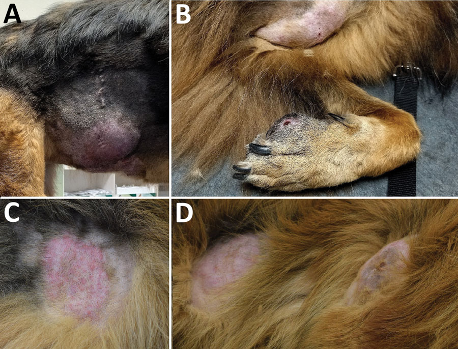 Clinical manifestation of cutaneous pythiosis in 2 dogs, Italy. A, B) Case 1, showing a large mass on the right flank (A) and a large mass on the left axilla and a smaller ulcerated lesion on the first digit of the left forelimb (B). C, D) Case 2, showing detailed image of a plaque (C) and a lateral view of the dog showing 2 plaques on the thorax and thigh (D).