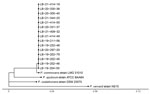 Phylogenetic tree of isolates from an outbreak of Pandoraea commovens among non–cystic fibrosis intensive care patients, Germany, 2019–2021. Genome assemblies from 15 isolates (labeled LB) compared with Pandoraea spp. genomes in the National Center for Biotechnology Information RefSeq database (https://www.ncbi.nlm.nih.gov) found the genome assembly GCF_902459615.1 of P. commovens strain LMG 31010 was the most similar. The tree was created by using neighbor joining the calculated pairwise phylogenetic distances between genome assemblies and available database sequences. Scale bar indicates nucleotide substitutions per site. 