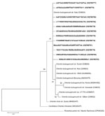 Phylogenetic tree of Orientia tsutsugamushi 16S rRNA gene sequences (≈399 bp) from free-living chiggers collected in North Carolina, USA, and their reference sequences in GenBank. The tree was constructed using the maximum-likelihood method. Bold text indicates study sequences. Rickettsia parkeri was used as an outgroup. We conducted bootstrap analyses with 1,000 iterations evaluate the strength of the tree topologies. GenBank accession numbers are in parentheses. Scale bar represents 0.01 substitutions per nucleotide position.