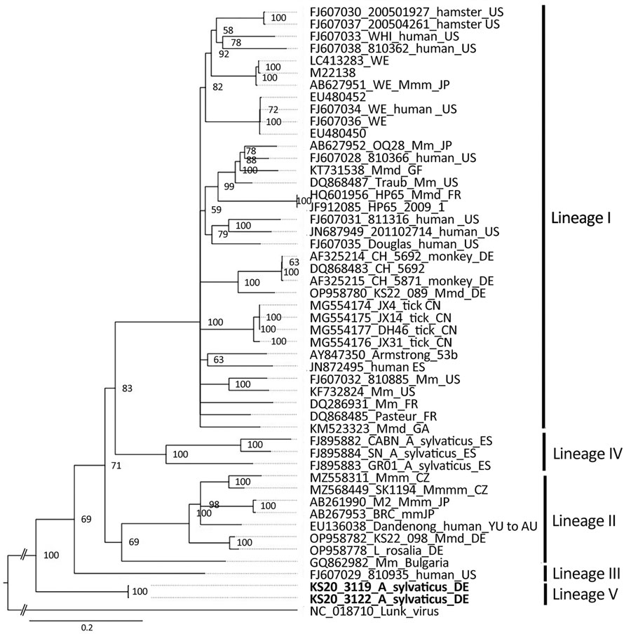 Phylogenetic analysis of the nucleocapsid protein encoding region of lymphocytic choriomeningitis virus lineage V identified in wood mice, Germany (boldface), and reference sequences. Bayesian inference method was used to analyze the 1,674-nt open reading frame corresponding to codons 1–558 without the stop codon. GenBank accession number, strain name, host species, and country of origin (if known) are shown. Roman numerals I–IV represent the different virus lineages as defined previously (10). Lunk virus from Mus minutoides mice was used as an outgroup. WE and Armstrong are laboratory strains of lymphocytic choriomeningitis virus. Scale bar indicates nucleotide substitutions per site. Asyl, Apodemus sylvaticus; AU, Australia; BG, Bulgaria; CN, China; CZ, Czech Republic; DE, Germany; ES, Spain; FR, France; GA, Gabon; GF, French Guiana; JP, Japan; Mm, Mus musculus; Mmm, M. musculus musculus; Mmd, M. musculus domesticus; SK, Slovakia; US, United States; YU, former Yugoslavia. 