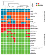 Comparison of genotypic and phenotypic resistance patterns of 20 t991 MRSA isolates from Israel tested using whole-genome sequencing. Blue tiles represent presence of resistance gene and orange tiles absence of resistance gene; red tiles represent antimicrobial resistance and green tiles antimicrobial sensitivity. Clustering is based on wgMLST data and generated by BioNumerics software (https://www.bionumerics.com). wgMLST, whole-genome multilocus sequence typing.