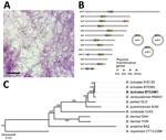 Isolation and genetic characterization of Borrelia turicatae from ticks collected in the village of Camayeca, Mexico. A) Spirochetes were isolated from murine blood in culture medium. Scale bar indicates 20 µm. B) Genome sequencing and assembly generated the plasmid repertoire of the bacteria. Plasmids were designated as lp or cp and by their respective size to the nearest kilobase. PF partitioning genes are shown in each plasmid as orange, green, red, and blue triangles. C) Maximum-likelihood species tree performed in a phylogenomic analysis of the spirochete sample we extracted, designated CAM-1 (boldface), grouped the spirochete with B. turicatae. The tree was generated with an edge-linked proportional partition model with 1,000 ultra-fast bootstraps. Scale bar indicates 0.02 substitutions per site. cp, circular plasmid; lp, linear plasmid; PF, plasmid family.