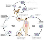 Parasite lifecycle used to develop an operational risk assessment tool for evaluating Leishmania infantum introduction and establishment in the United States through dog importation. Reproduced from Esche et al. (29); used by permission of the American Society for Microbiology.