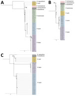 Phylogenetic relationship of ADP-rf, Gp43, and internal transcribed spacer (ITS) 1 and 2 genes from patient in Panama who had lobomycosis with other Paracoccidioides species. Trees indicate phylogenetic analysis inferred by maximum-likelihood method of the ADP-rf (A), Gp43 (B), and ITS1–ITS2 (C) genes. Analyses included sequences obtained from research conducted by Vilela et al. (7) and the Panama case analyzed in this study (red). Each color in the trees represent different clusters identified: yellow, Paracoccidioides cetti; white, P. restrepiensis/venezuelensis; gray, P. brasiliensis; green, P. americana; light blue, P. lutzii; and light purple, P. loboi. Gray triangles indicate genomes of the same clade belonging to P. restrepiensis, P. venezuelensis, or P. brasiliensis (to the ADP-rf gene, 49 genomes; to the Gp43 gene, 32 genomes; and to ITS1-ITS2 gene, 52 genomes). Histoplasma capsulatum and Ajellomyces capsulatus DNA sequences were used as outgroups for ADP-rf and ITS genes, respectively. Scale bars indicate nucleotide substitutions per site.