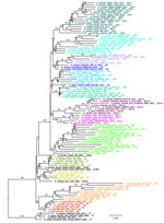 Pilot maximum-likelihood phylogenetic tree of the A/H9 influenza virus gene sequences obtained by using the representative dataset (Appendix 3) for the G lineage provided as part of a proposed global classification and nomenclature system for A/H9 influenza viruses. Each clade is represented by >3 sequences, each labeled and colored according to the clade of belonging. Ultrafast-bootstrap supports >80% are indicated next to nodes. Scale bar indicates substitutions per site.