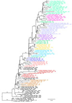 Pilot maximum-likelihood phylogenetic tree of the A/H9 influenza virus gene sequences obtained by using the representative dataset (Appendix 3) for the B lineage provided as part of a proposed global classification and nomenclature system for A/H9 influenza viruses. Each clade is represented by >3 sequences, each labeled and colored according to the clade of belonging. Ultrafast-bootstrap supports >80% are indicated next to nodes. Scale bar indicates substitutions per site.