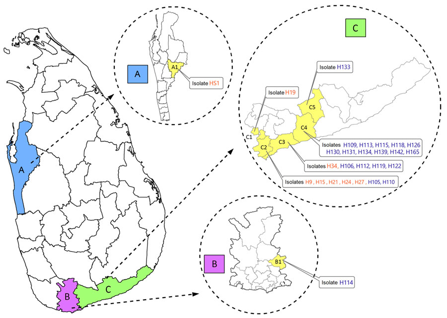 Geographic locations of patients with cutaneous or mucocutaneous leishmaniasis in Sri Lanka. The mucocutaneous leishmaniasis patient was from the Puttalam district (A), Anamaduwa subdistrict. The cutaneous leishmaniasis patients were from both the Matara (B) and Hambantota (C) districts. Isolates labeled in orange were identified as Leishmania tropica. Isolates labeled in blue were identified as L. donovani. A, Puttalam district; A1, Anamaduwa; B, Matara district; B1, Hakmana; C, Hambantota district; C1, Okewela; C2, Beliatta; C3, Tangalle; C4, Ambalantota; C5, Sooriyawewa.