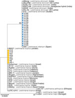 Phylogenetic analysis of Leishmania spp. clinical patient isolates from Sri Lanka and reference Leishmania spp. strains using sequences of the ribosomal RNA internal transcribed spacer (ITS). Sri Lanka isolates (H and HS) form 2 groups, 1 co-cluster with L. donovani (blue circles) and 1 with L. tropica (orange squares). Maximum-likelihood method and Tamura-nei models were performed for phylogenetic analysis using MEGA X (15). For each gene, the phylogenetic tree with the highest log likelihood (−429.25p for ITS) is presented from 1,000 bootstrap replicates. Bootstrap percentages >55% are shown for each branch. Scale bar represents the number of mutations per site.