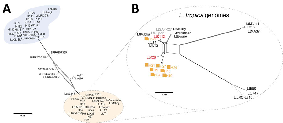 Phylogenetic network of all Leishmania isolates from Sri Lanka and Old World strains analyzed and visualized as a splits tree built using genomewide single-nucleotide polymorphisms in SplitsTree 6 (17). A) The cluster of the L. donovani complex is found at the top of the tree (blue) and the L. tropica are found at the bottom (orange). B) Phylogenetic network analysis of only the L. tropica genomes in our dataset. Orange squares, L. tropica isolates from Sri Lanka (HS1, H9–34); black font, Middle Eastern L. tropica; gray font, Azerbaijan (SAFK27) (8), Morocco (Ltr16) (21), and Afghanistan (Rupert) (8); red font, Indian L. tropica (K26 and K112) (8). Scale bar represents nucleotide substitutions per position.