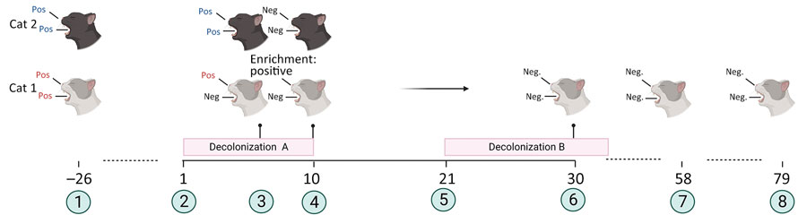 Timeline and overview of a successful decolonization attempt of 2 household cats colonized with methicillin-susceptible Staphylococcus aureus, Germany. The family suffered from repeated soft-tissue infections caused by PVL-SA. Cat 1 was colonized with PVL-SA; cat 2 was colonized with PVL-negative SA. Decolonization period A consisted of oral administration of amoxicillin/clavulanic acid for 10 days. Decolonization period B consisted of parenteral administration of amoxicillin for 14 days. 1, initial screening for SA; 2, start of decolonization period A; 3, screening results at day 7 of decolonization period A; 4, screening results at day 10 of decolonization period A; 5, start of decolonization period B; 6, screening result of cat 1 during decolonization period B; 7, screening results on day 58 from the start of decolonization period A; 8, screening results on day 79 from the start of decolonization period A. Red text indicates positive for PVL-SA; blue text indicates positive for PVL-negative S. aureus. Figure created with Biorender (https://www.biorender.com; license BW 27.06.2023). Enrichment: Neg, negative for S. aureus; Pos, positive; Positive, positive for PVL-SA after enrichment step in liquid medium; PVL, Panton-Valentine leukocidin; PVL-SA, PVL-positive S. aureus.